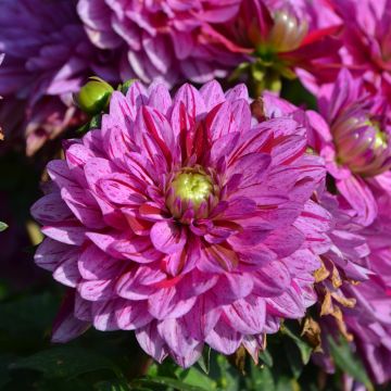 Dahlia nain double Sorbet Dahlia nain double Sorbet