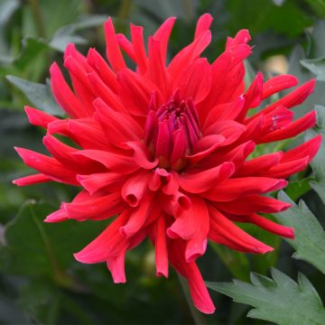 Dahlia nain cactus Corcovado Dahlia nain cactus Corcovado