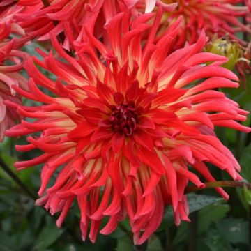 Dahlia nain cactus Etna Dahlia nain cactus Etna