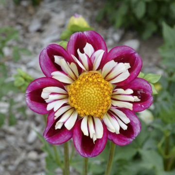 Dalia a collaretto Bumble Rumble
