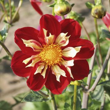 Dahlia collerette Raïssa Dahlia collerette Raïssa