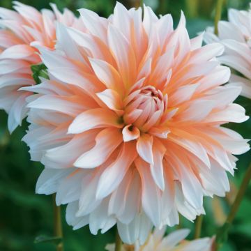 Dahlia décoratif à grandes fleurs Apelsini Sniega Dahlia décoratif à grandes fleurs Apelsini Sniega