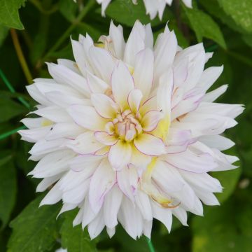 Dahlia décoratif à grandes fleurs Crazy Love Dahlia décoratif à grandes fleurs Crazy Love