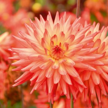 Dahlia cactus à grandes fleurs Java Dahlia cactus à grandes fleurs Java