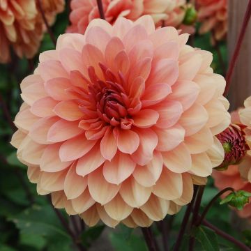 Dahlia décoratif Château de la Bourdaisière Dahlia décoratif Château de la Bourdaisière