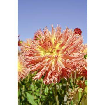 Dalia Cactus a grandi fiori Dentelle Eclair Dalia Cactus a grandi fiori Dentelle Eclair
