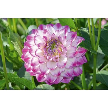 Dahlia décoratif Berlingot Dahlia décoratif Berlingot