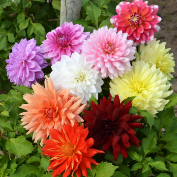 Dalie decorative a grandi fiori in mix Dalie decorative a grandi fiori in mix