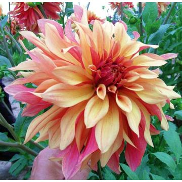 DALIA DECORATIVA A GRANDI FIORI FRENCH CANCAN DALIA DECORATIVA A GRANDI FIORI FRENCH CANCAN
