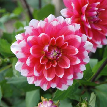 Dalia decorativa a grandi fiori Feu Follet