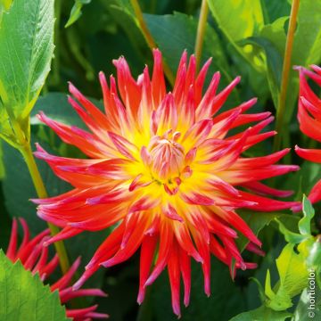 Dalia Cactus a Grandi Fiori Uccello di Fuoco