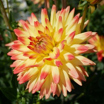 Dahlia cactus à grandes fleurs Aloha Dahlia cactus à grandes fleurs Aloha