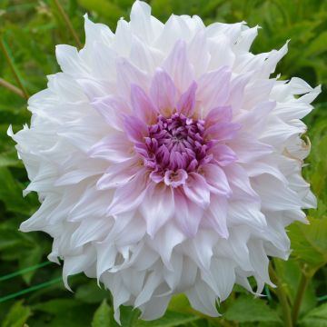 Dahlia décoratif à grandes fleurs XXL Shiloh Noelle Dahlia décoratif à grandes fleurs XXL Shiloh Noelle