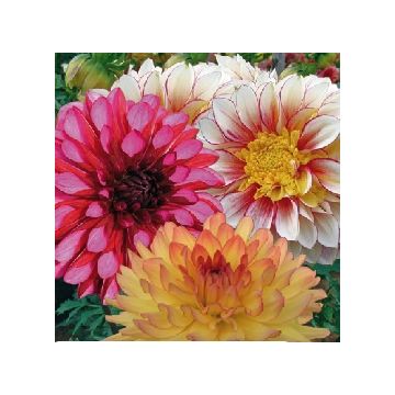 Dalie Assortimento Fiori Sensuali