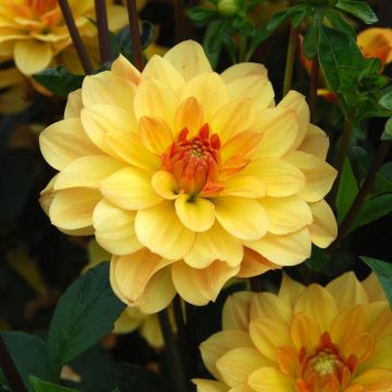 Dahlia buisson Cancun Dahlia buisson Cancun