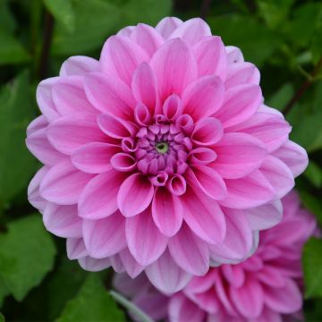 Dahlia buisson Marée Bleue Dahlia buisson Marée Bleue