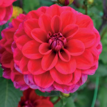Dahlia buisson Mille Feux Dahlia buisson Mille Feux