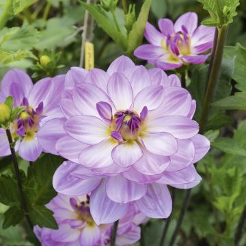 Dahlia buisson Prestance Dahlia buisson Prestance