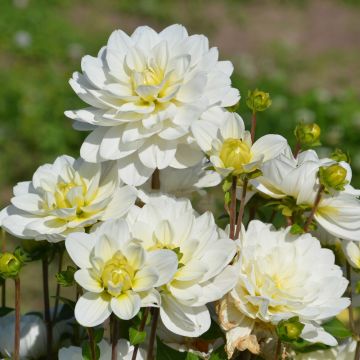 Dahlia buisson Montreuil Dahlia buisson Montreuil