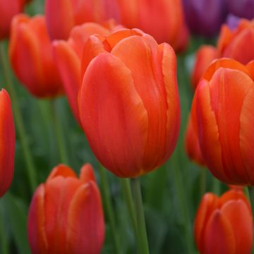 Tulipe Triomphe Cadans Tulipe Triomphe Cadans