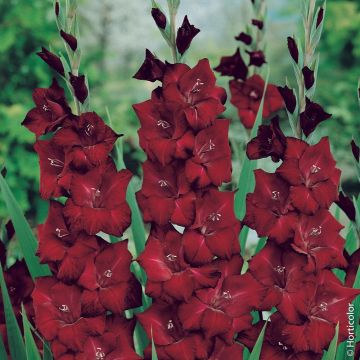 Gladioli Black Surprise
