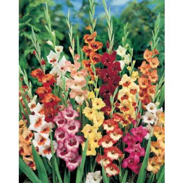 GLADIOLI FARFALLA IN MIX GLADIOLI FARFALLA IN MIX