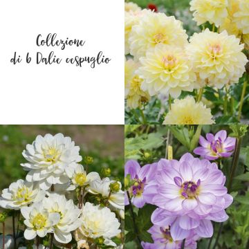 Collection de 6 Dahlias buissons Collection de 6 Dahlias buissons