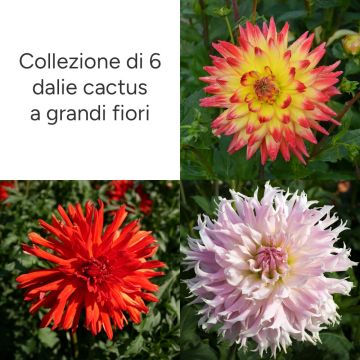 Collection de 6 dahlias cactus à grandes fleurs Collection de 6 dahlias cactus à grandes fleurs