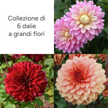 Collection de 6 dahlias à grandes fleurs Collection de 6 dahlias à grandes fleurs