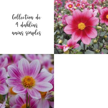 Collection de 4 dahlias nains simples Collection de 4 dahlias nains simples