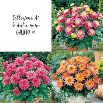 Collezione di 6 dalie nane GALLERY ®