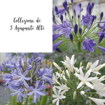 Collezione di Agapanti Alti Collezione di Agapanti Alti