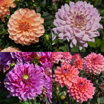 Collection de 8 Dahlias nains doubles assortis Collection de 8 Dahlias nains doubles assortis