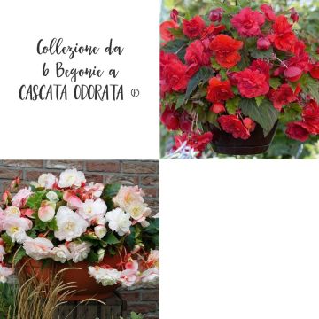 Collezione da 6 Begonie a CASCATA ODORATA ® Collezione da 6 Begonie a CASCATA ODORATA ®
