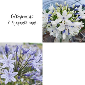Collezione di 2 agapanti nani Collezione di 2 agapanti nani