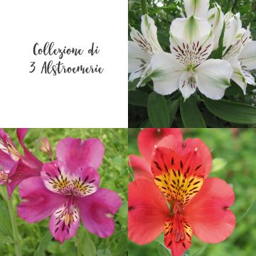 Collection de 3 alstroemères Collection de 3 alstroemères