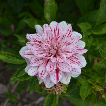 Dahlia buisson Nain Porthos
