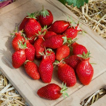 Fraises Gariguette