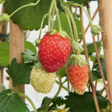 Fragola Rampicante Mount Everest