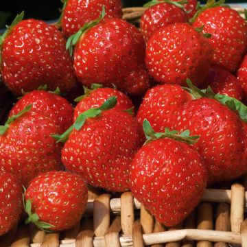 Fraisier Mara des Bois

