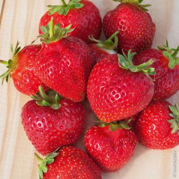 Fragola Maestro