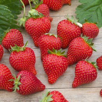 Fraisier Mariguette ®