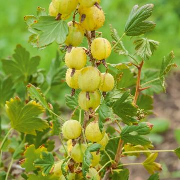 Ribes Uva Crispa - Uva Spina Invicta