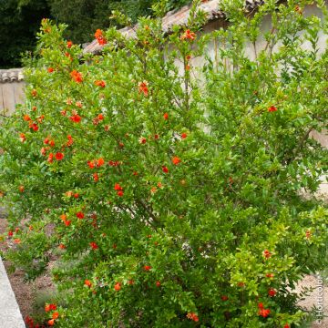 Grenadier à fruits ou Punica granatum ‘Gabès’ Grenadier à fruits ou Punica granatum ‘Gabès’