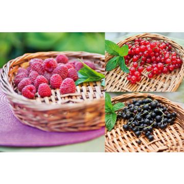 LOT DE 3 PETITS FRUITS LOT DE 3 PETITS FRUITS