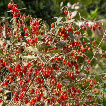 Goji La piantina