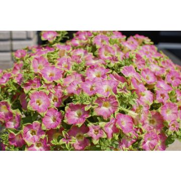 Green Edge Pink® Sunsuf Suika Green Edge Pink® Sunsuf Suika