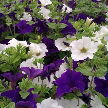 Pétunia SURFINIA ® Duo en mélange