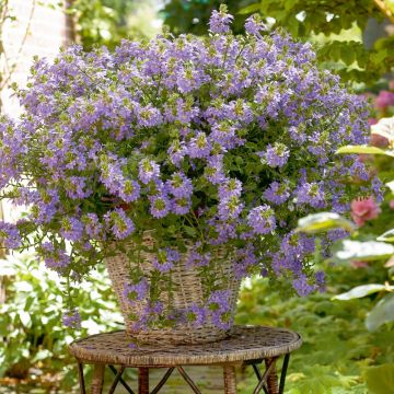 Scaevola SURDIVA ® Blue