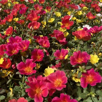 Portulaca Varié